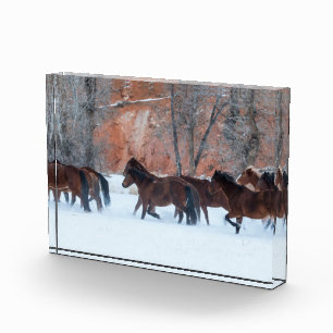 Herd of Horses Running in Snow Photo Block