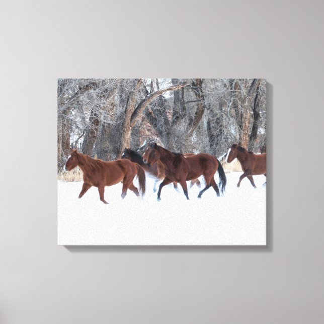 Herd of Horses Running in Winters Snow Canvas Print (Front)