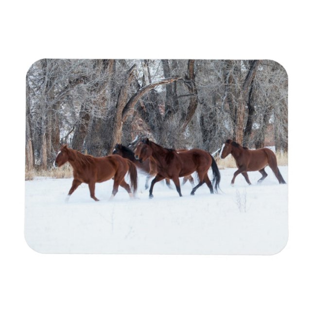 Herd of Horses Running in Winters Snow Magnet (Horizontal)