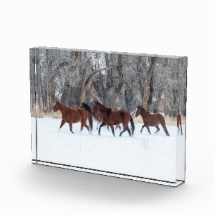 Herd of Horses Running in Winters Snow Photo Block