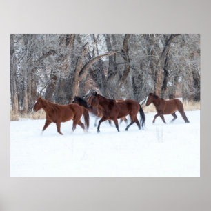 Herd of Horses Running in Winters Snow Poster