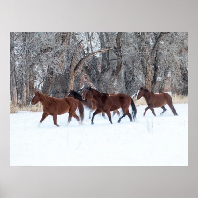 Herd of Horses Running in Winters Snow Poster (Front)