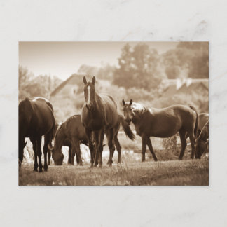 Herd of Horses- Sepia Toned Photograph Postcard