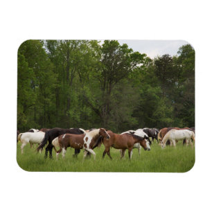 Herd of horses, Tennessee Magnet