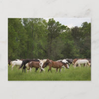 Herd of horses, Tennessee