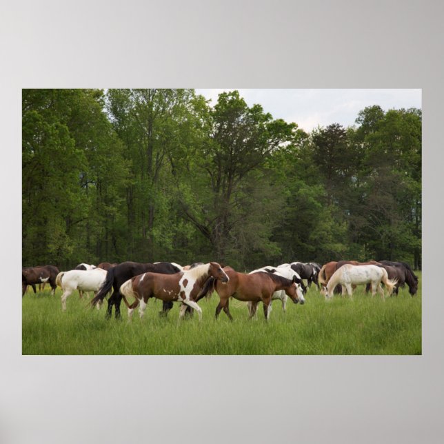 Herd of horses, Tennessee Poster (Front)