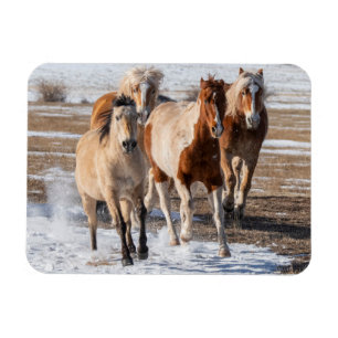 Herd of Mixed Breed Horses Running in the Snow Magnet