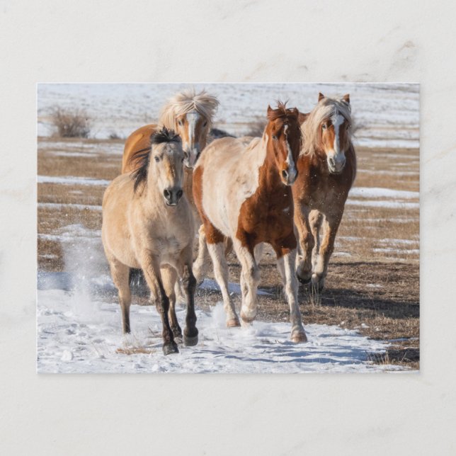 Herd of Mixed Breed Horses Running in the Snow Postcard (Front)
