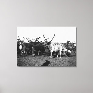 Herd of Reindeer in Alaska Photograph Canvas Print