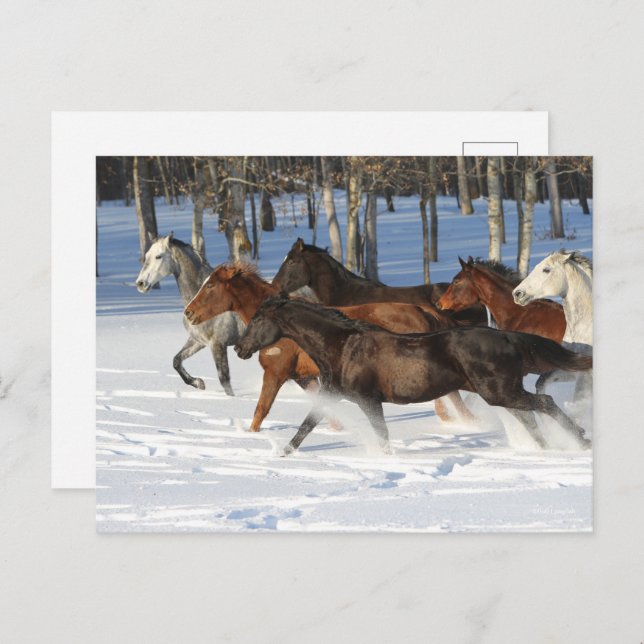Herd Of Trakehner Horses Running In Snow Postcard (Front/Back)