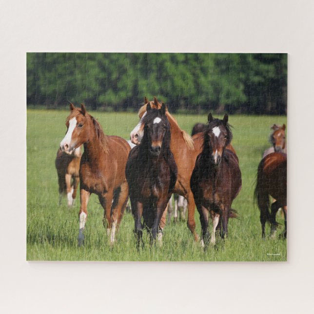 Herd of Welsh Ponies Standing In Field Jigsaw Puzzle (Horizontal)