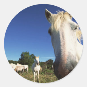 Herd of White Horses Classic Round Sticker