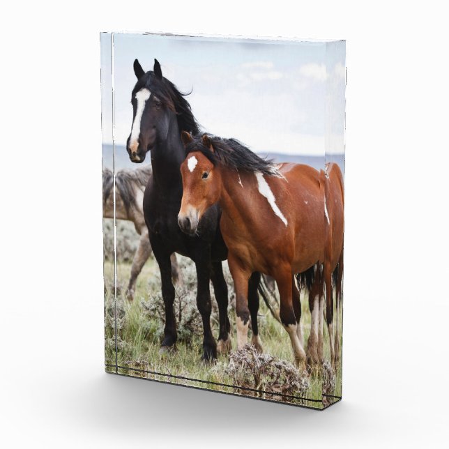 Herd of Wild Horses Photo Block (Right)