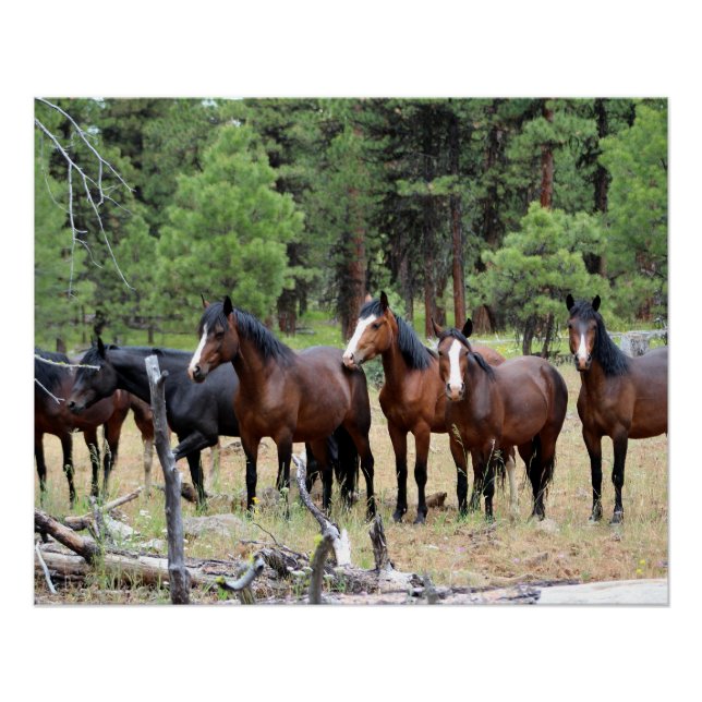 Herd of wild horses poster (Front)