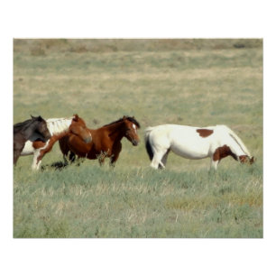 Herd of wild horses poster