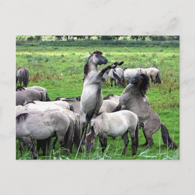 herd of wild konik horses postcard (Front)