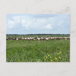 herd of wild konik horses postcard