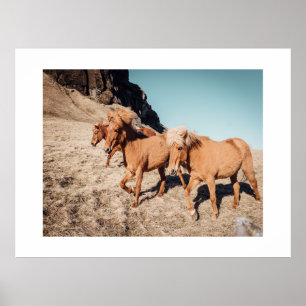Herd of wild Ponies Poster