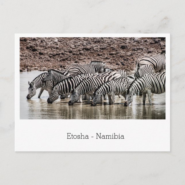 Herd of Zebra by Waterhole in Etosha, Namibia Postcard (Front)