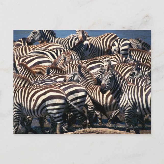 Herd of zebras postcard (Front)