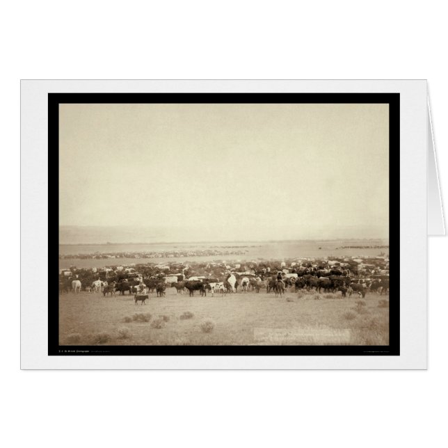 Herding Cattle at Moss Agate SD 1887 (Front Horizontal)