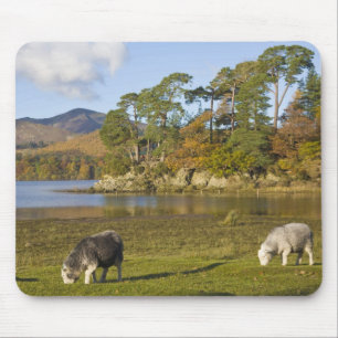 Herdwick sheep at Friars Crag, Derwentwater, 2 Mouse Pad