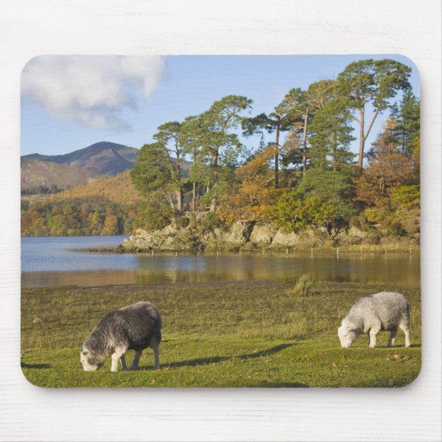 Herdwick sheep at Friars Crag, Derwentwater, 2 Mouse Pad (Front)