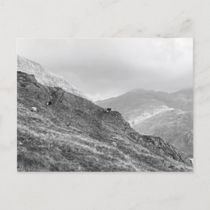 Herdwick Sheep on Lakeland Fells Postcard