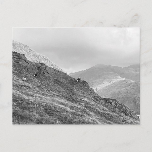 Herdwick Sheep on Lakeland Fells Postcard (Front)