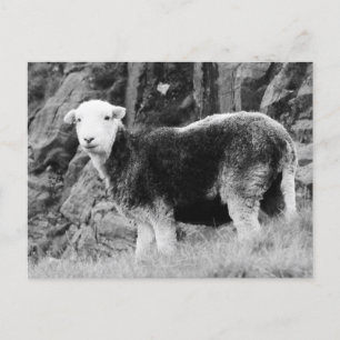 Herdwick Sheep Postcard