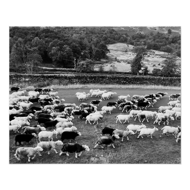 Herdwick Sheep Poster (Front)