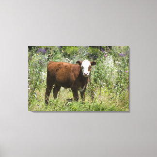 Hereford calf (Bos taurus) in prairie pasture Canvas Print