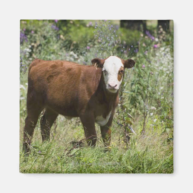 Hereford calf (Bos taurus) in prairie pasture Magnet (Front)