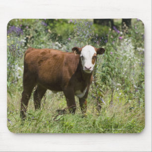 Hereford calf (Bos taurus) in prairie pasture Mouse Pad
