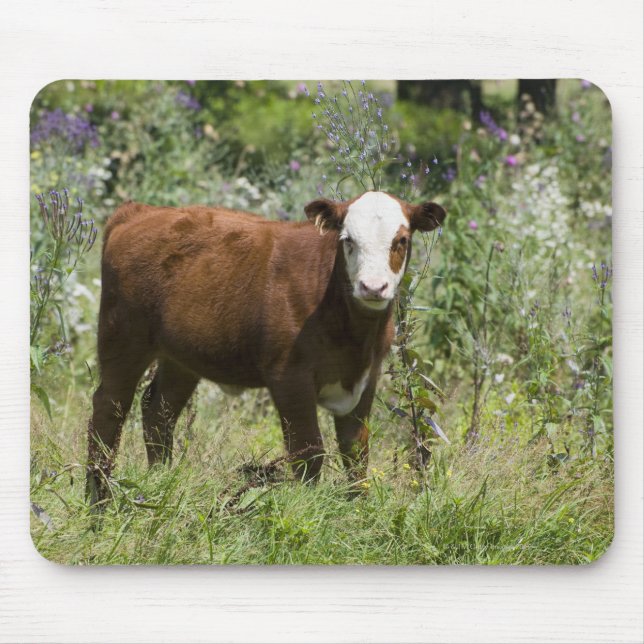 Hereford calf (Bos taurus) in prairie pasture Mouse Pad (Front)
