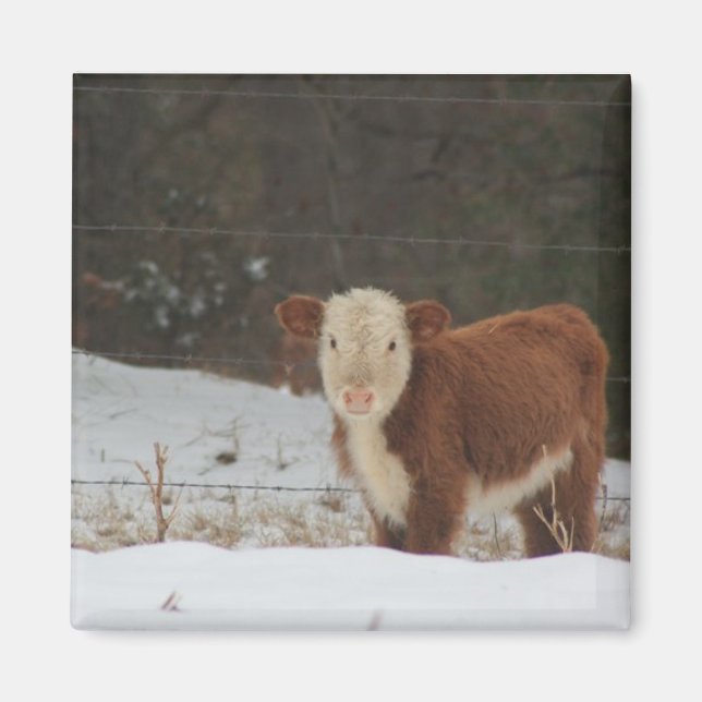 Hereford Calf - Rustic Farm Magnet (Front)