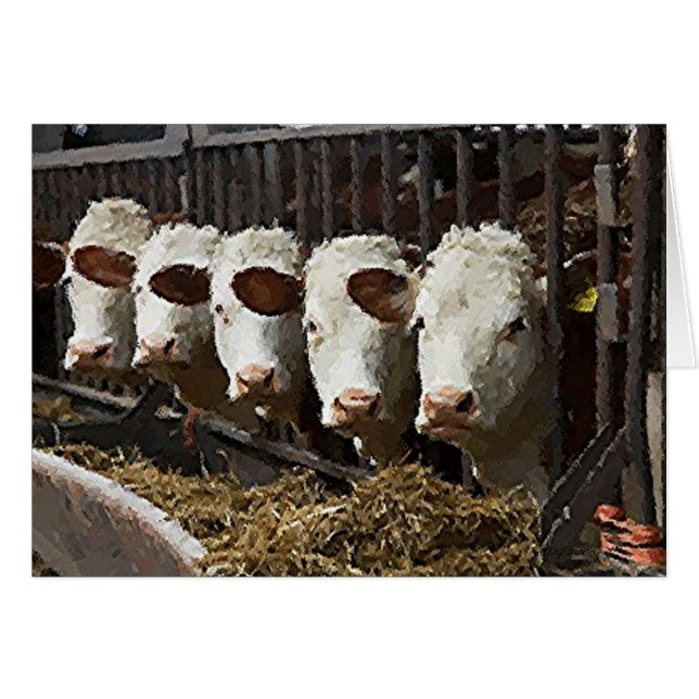 Hereford Cattle (Front Horizontal)