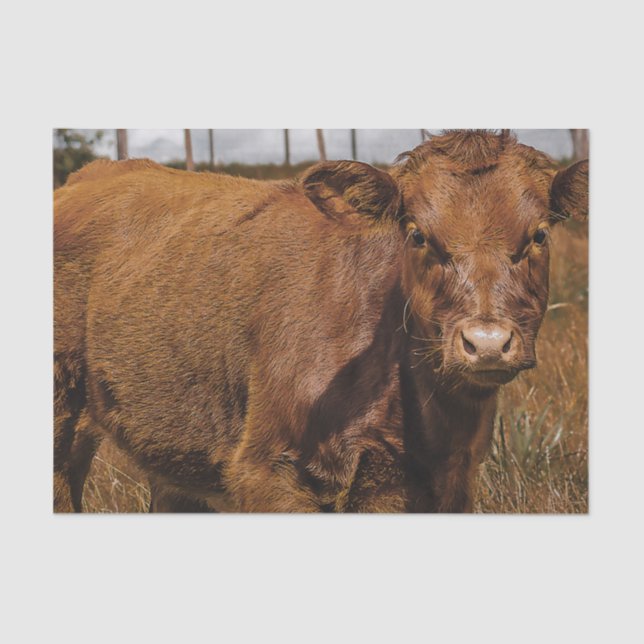 Hereford Cow Baby at Field Landscape Tissue Paper (Front)
