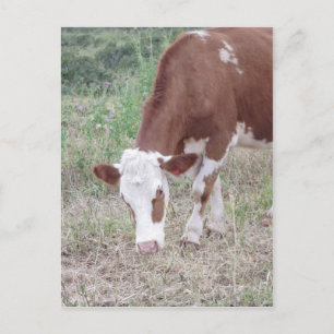 Hereford cow search for peace and love postcard