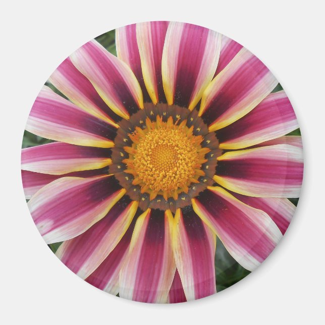 Hereford Magnet (Front)