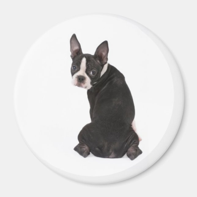 Here's Looking at You Boston Terrier Magnet (Front)