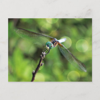 Here's Looking at You Dragonfly Postcard
