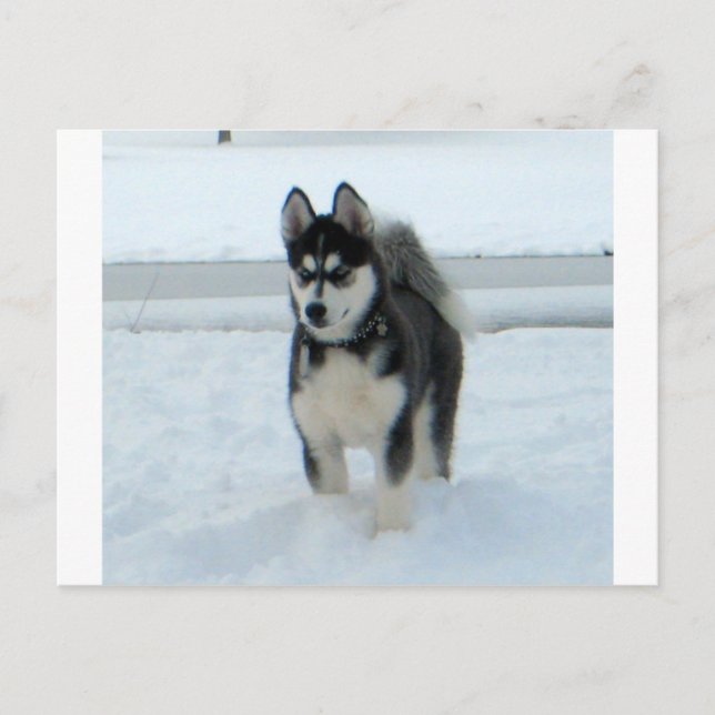 Here's Trouble Postcard (Front)