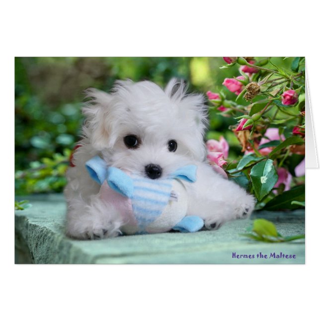 Hermes the Maltese Birthday Card (Front Horizontal)