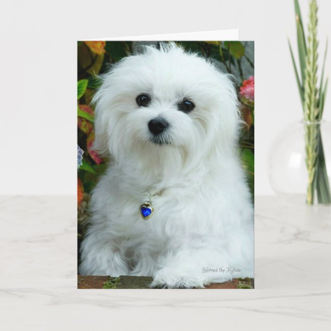 Hermes the Maltese Birthday Card (Front)