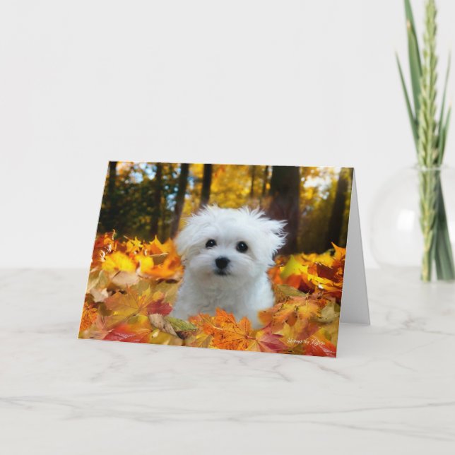Hermes the Maltese Blank Greeting Card (Front)