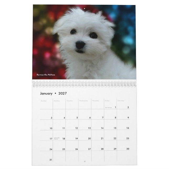 Hermes the Maltese Calendar (Jan 2027)