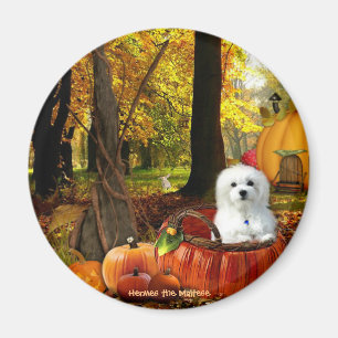 Hermes the Maltese Magnet