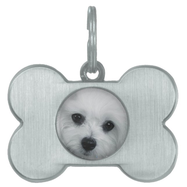 Hermes the Maltese Pet Name Tag (Front)