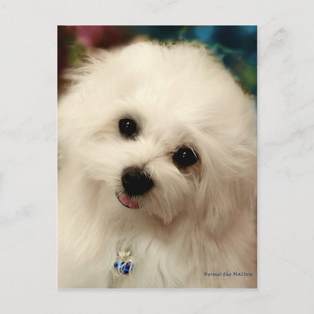 Hermes the Maltese Postcard (Front)